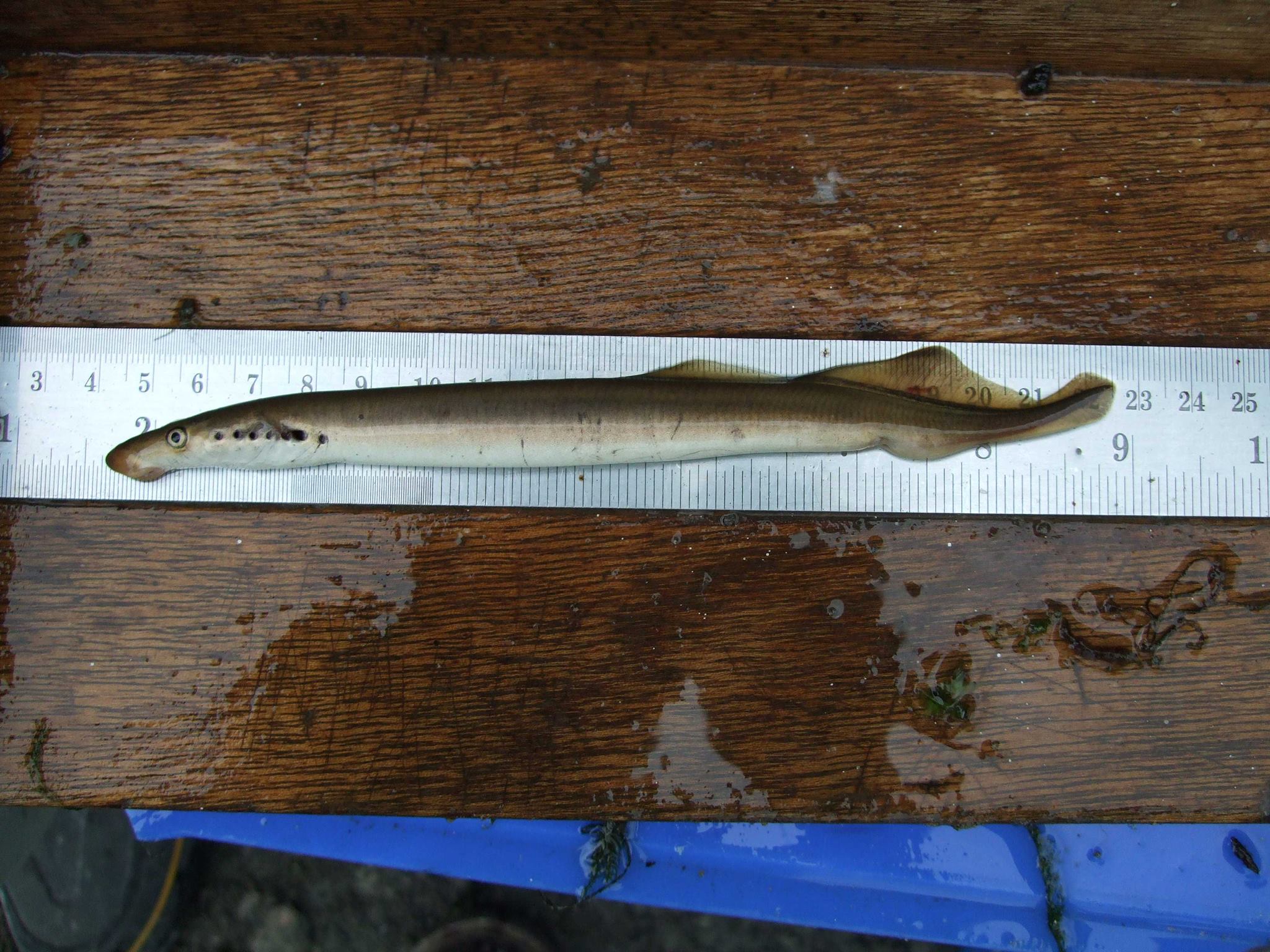 Lampetra fluviatilis (Linnaeus, 1758)